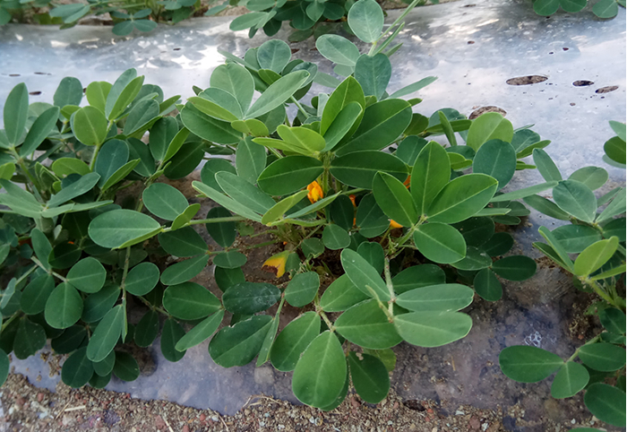 花生秧图片