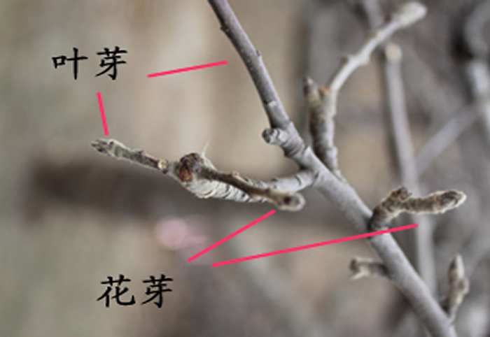 苹果花芽和叶芽图片