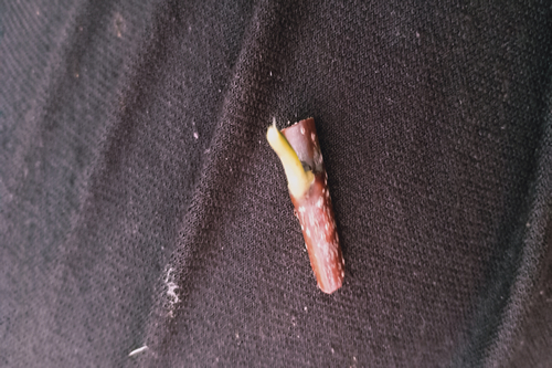 山楂树嫁接接芽图片