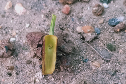 山楂树嫁接接芽图片