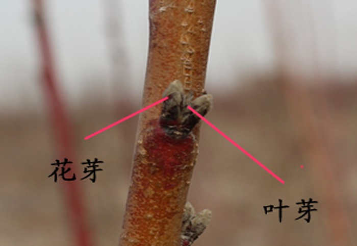 桃树花芽和叶芽的识别    桃树是复芽结构,通常在叶腋内着生三个芽