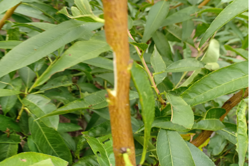 桃树嫁接砧木处理图解
