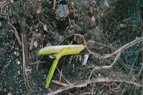 桃树嫁接接芽图片
