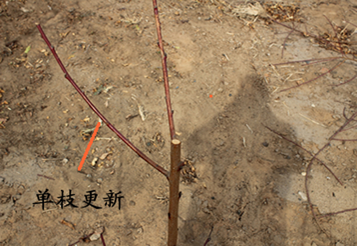 桃树修剪单枝更新图解