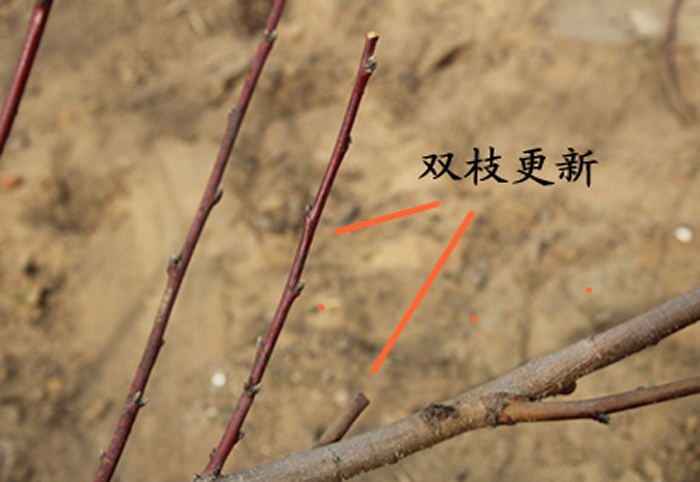 桃树修剪双枝更新图解